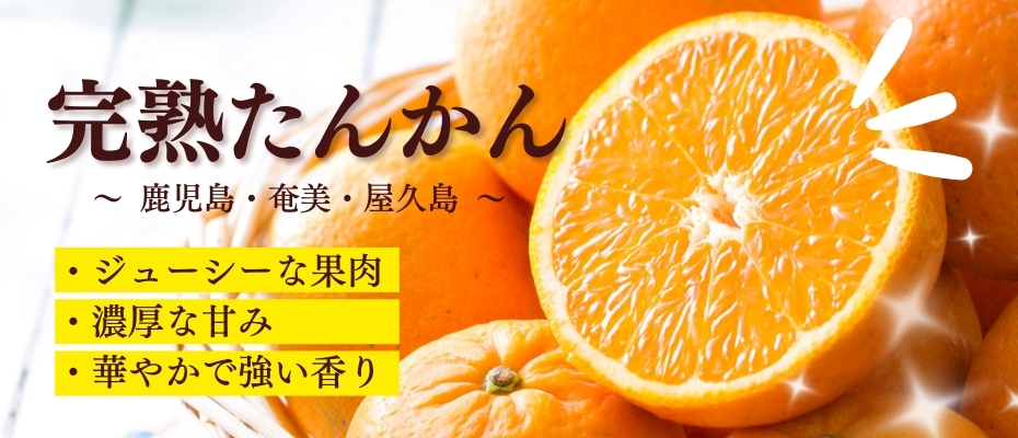 完熟たんかん」〜屋久島たんかん・奄美たんかん・鹿児島県産たんかん