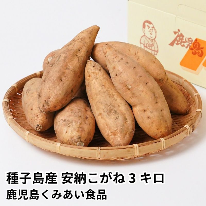 種子島産 安納こがね 生芋 3キロ 8～15本 2L～Mサイズの商品画像01