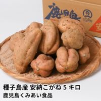 種子島産 安納こがね 生芋 5キロ 13～22本 2L～Mサイズの商品画像01
