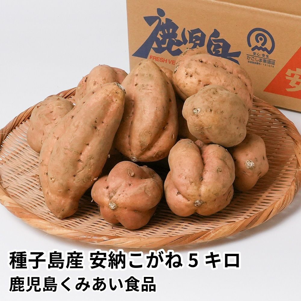 種子島産 安納こがね 生芋 5キロ 13～22本 2L～Mサイズの商品画像01