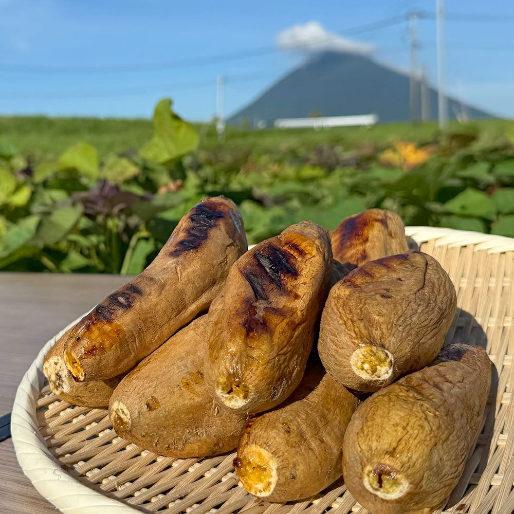 鹿児島県産 マロンゴールド 生芋 1.5キロ 5～8本 2L～Mサイズの商品画像03