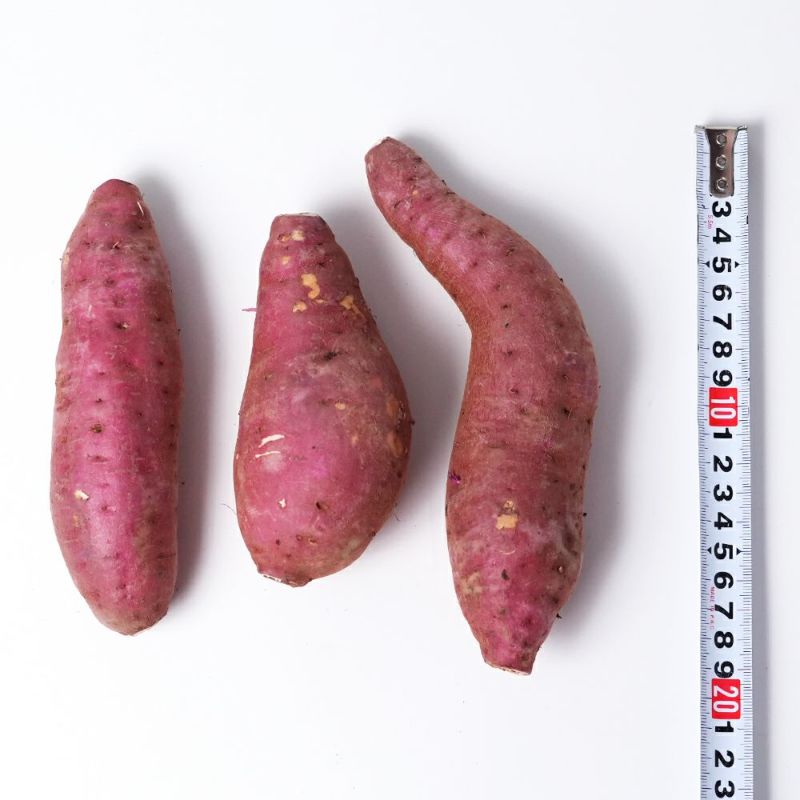 鹿児島県産 紅はるか 生芋 1.5キロ 5～8本 2L～Mサイズの商品画像03