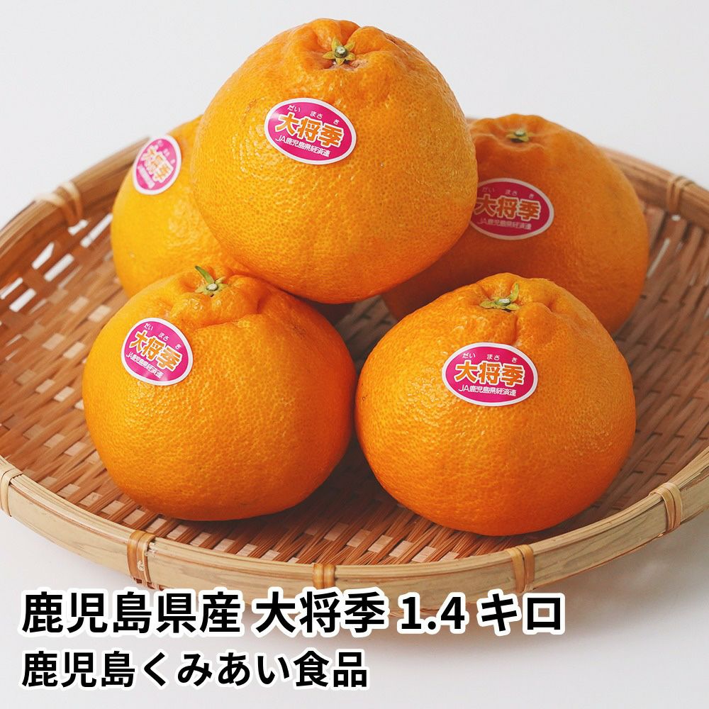 鹿児島県産 大将季 1.4キロ 5玉～6玉 5L～2Lサイズの商品画像01