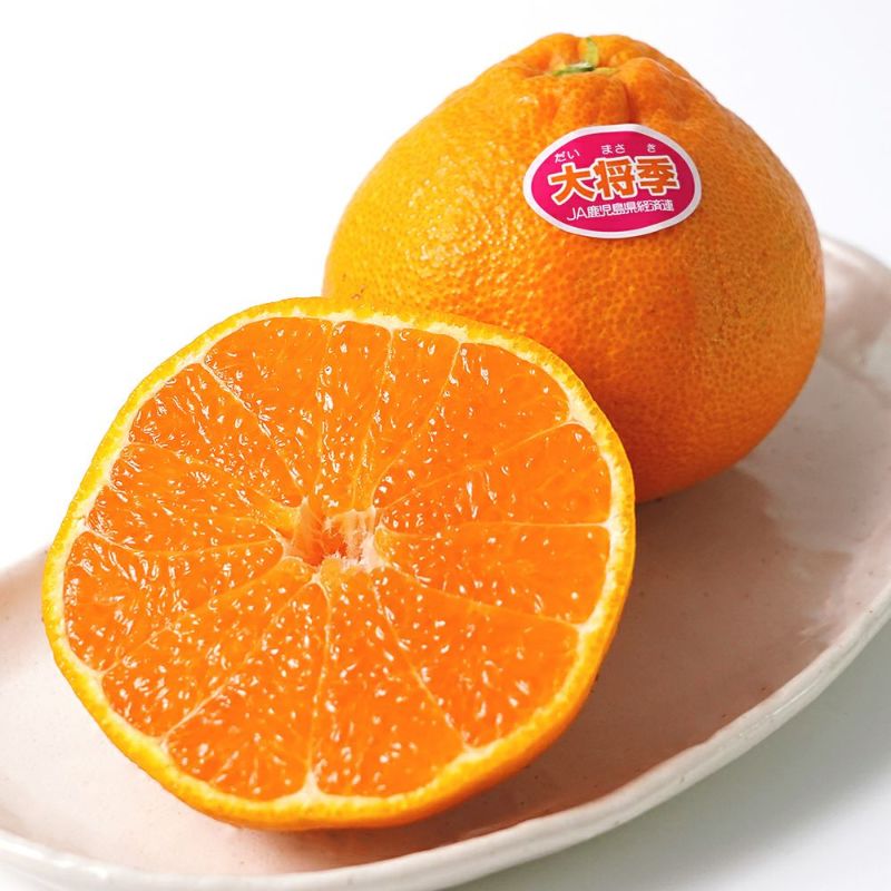 鹿児島県産 大将季 1.4キロ 5玉～6玉のギフト通販・お取り寄せ | JA