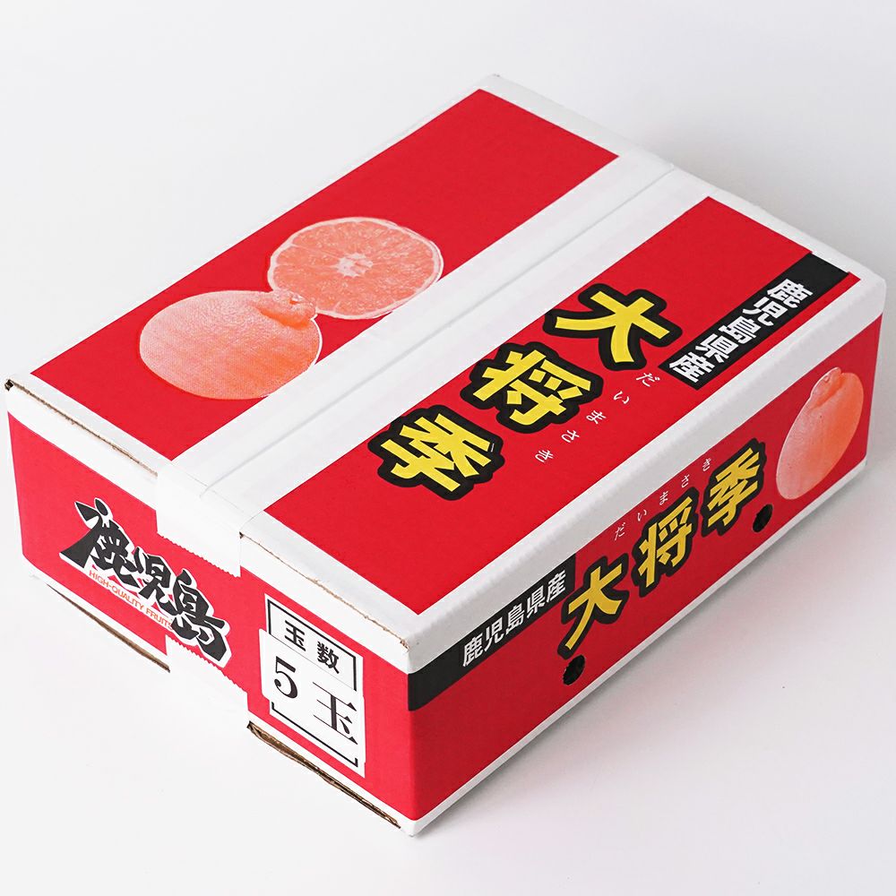 鹿児島県産 大将季 1.4キロ 5玉～6玉 5L～2Lサイズの商品画像03