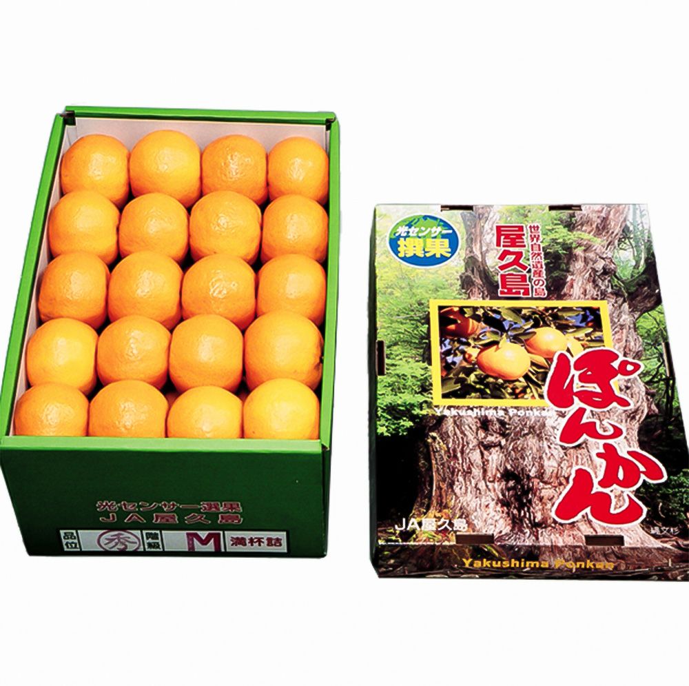 屋久島ぽんかん 3キロ 2L～Mサイズの商品画像02