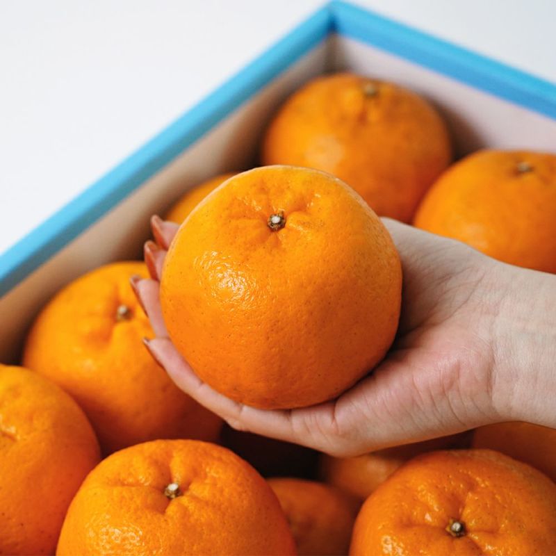 屋久島ぽんかん 3キロ 2L～Mサイズの商品画像03