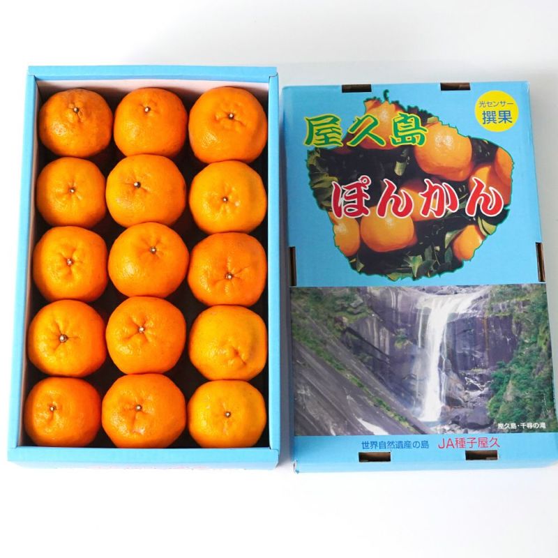 屋久島ぽんかん 5キロ 2L～Mサイズの商品画像03
