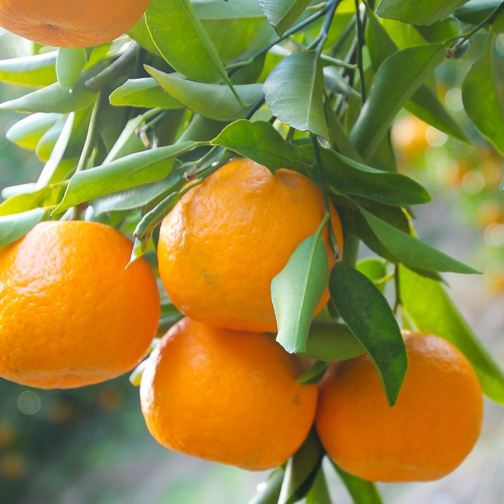 鹿児島県産 ぽんかん 5キロ 2L～Mサイズの商品画像03