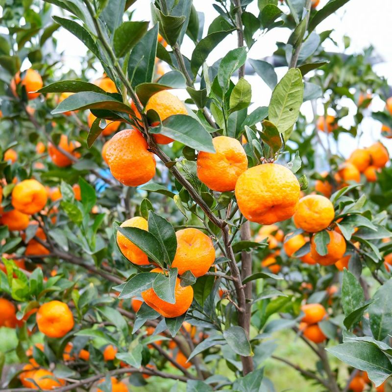 桜島小みかん 2キロ 約40玉 L～Mサイズのギフト通販・お取り寄せ | JA