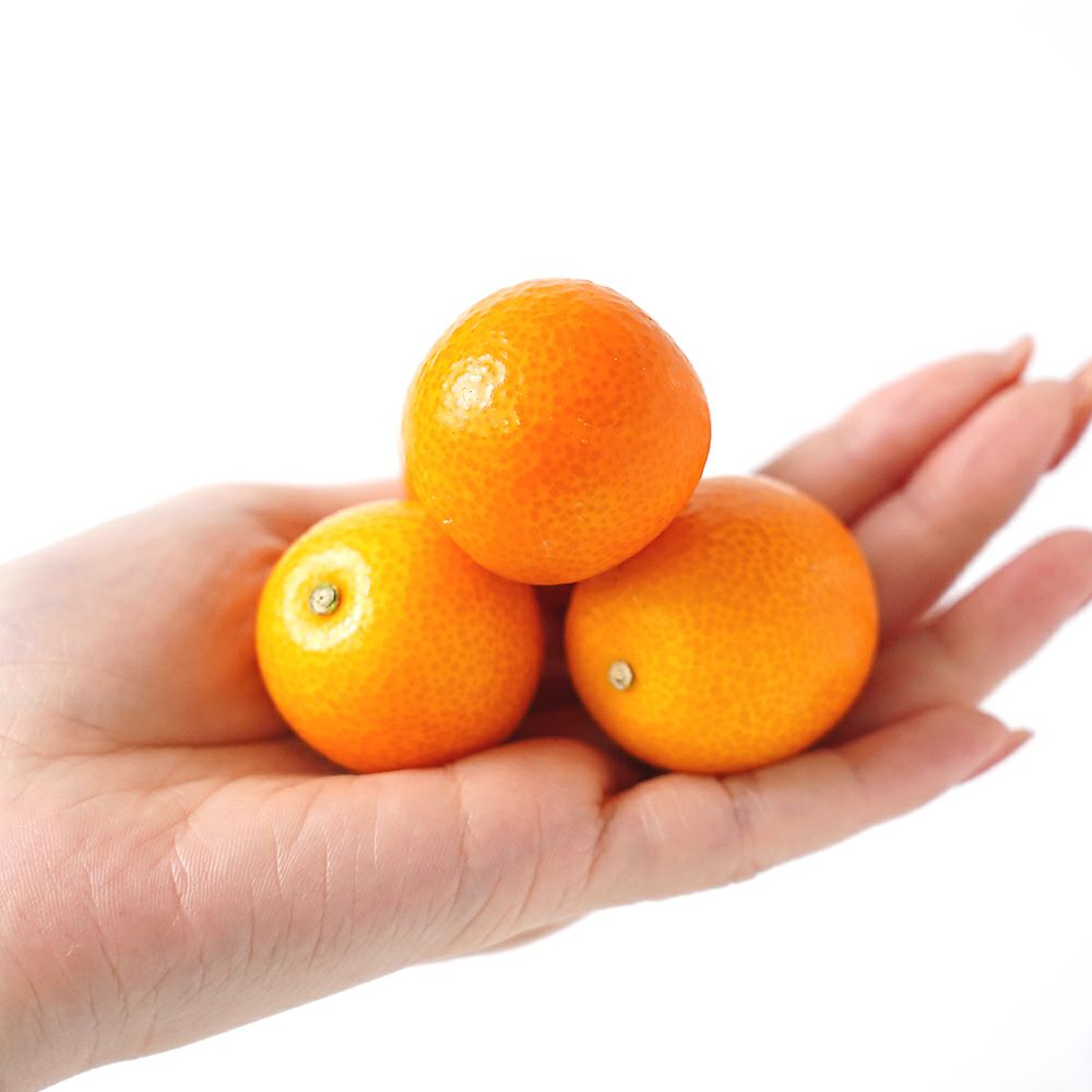 鹿児島県産 大玉きんかん 800グラム 3L～2Lサイズの商品画像03