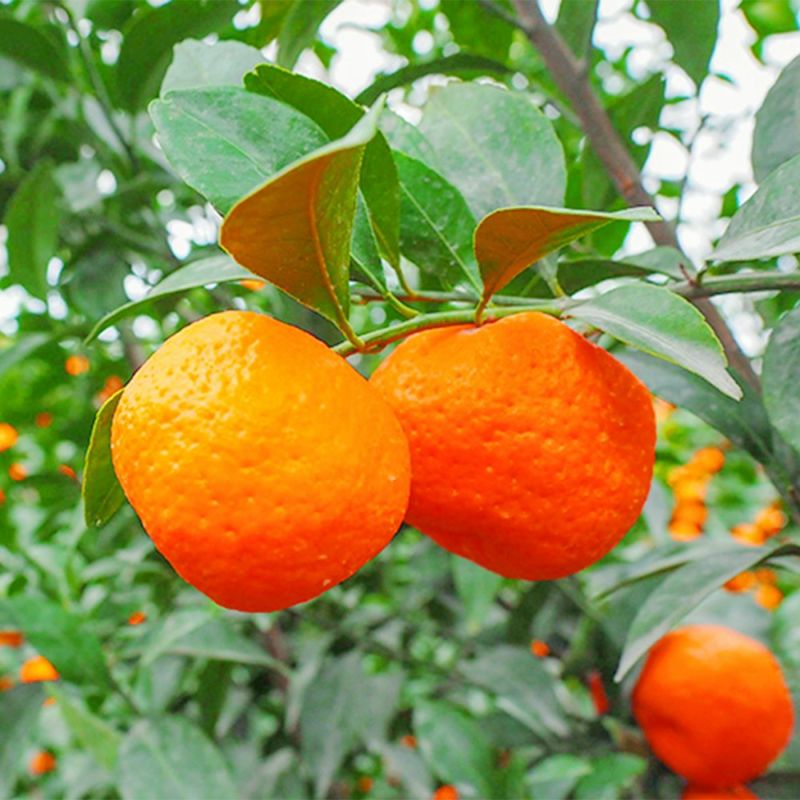 鹿児島県産 紅さくら 2キロ Lサイズの商品画像02