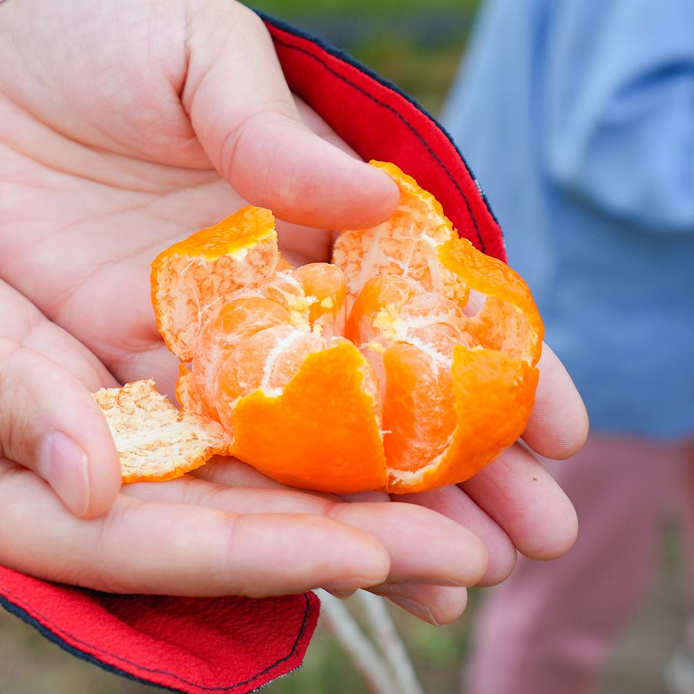 鹿児島県産 桜島小みかん・ぽんかん 詰合せセットの商品画像02