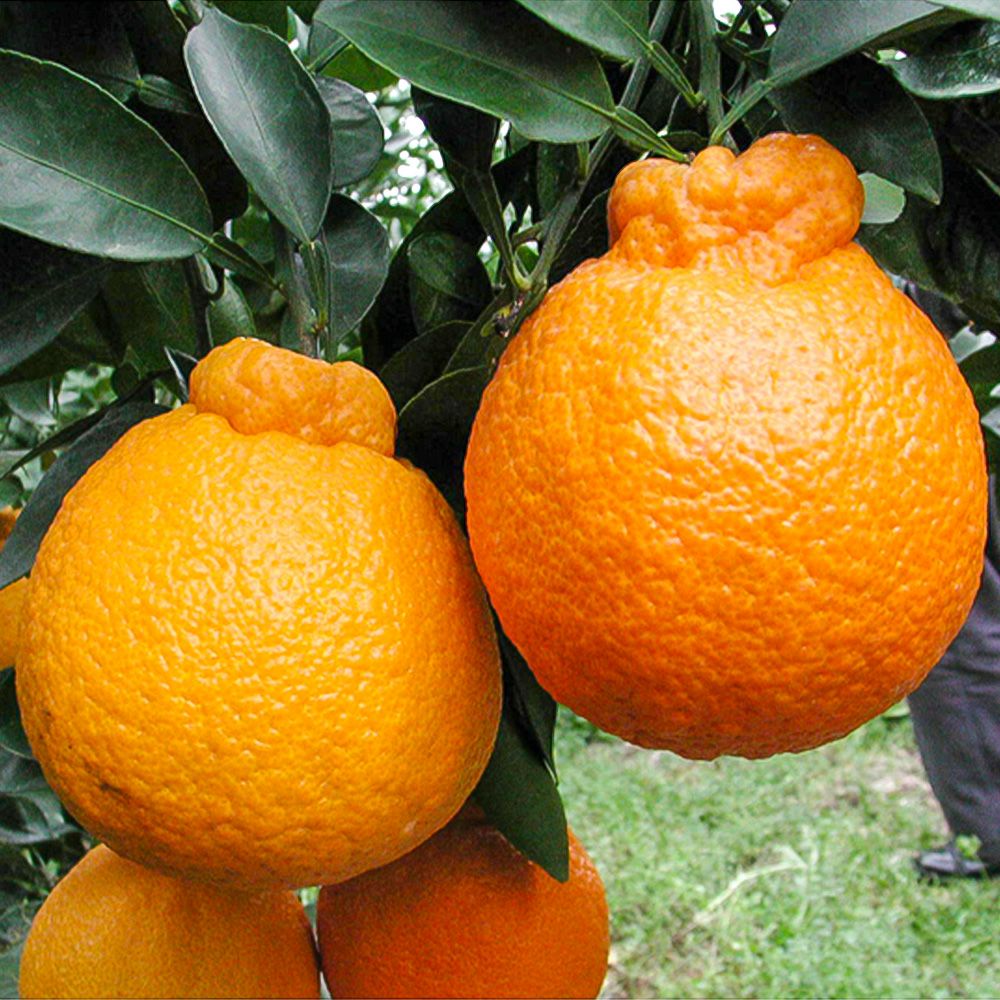 鹿児島県産 大将季 3キロ 7玉～12玉 5L～2Lサイズの商品画像02