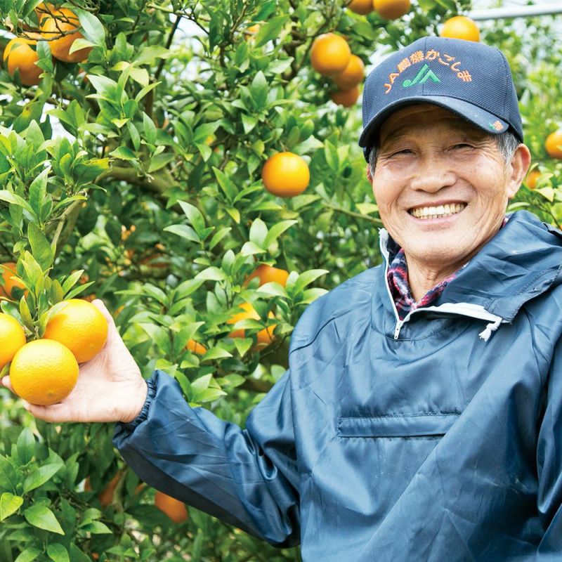屋久島たんかん ギフト用 3キロ 2L～Mサイズのギフト通販・お取り寄せ