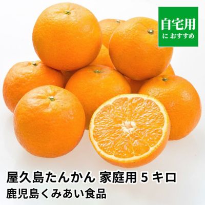 たんかんのギフト通販・お取り寄せ | JA鹿児島ふるさと便【公式】