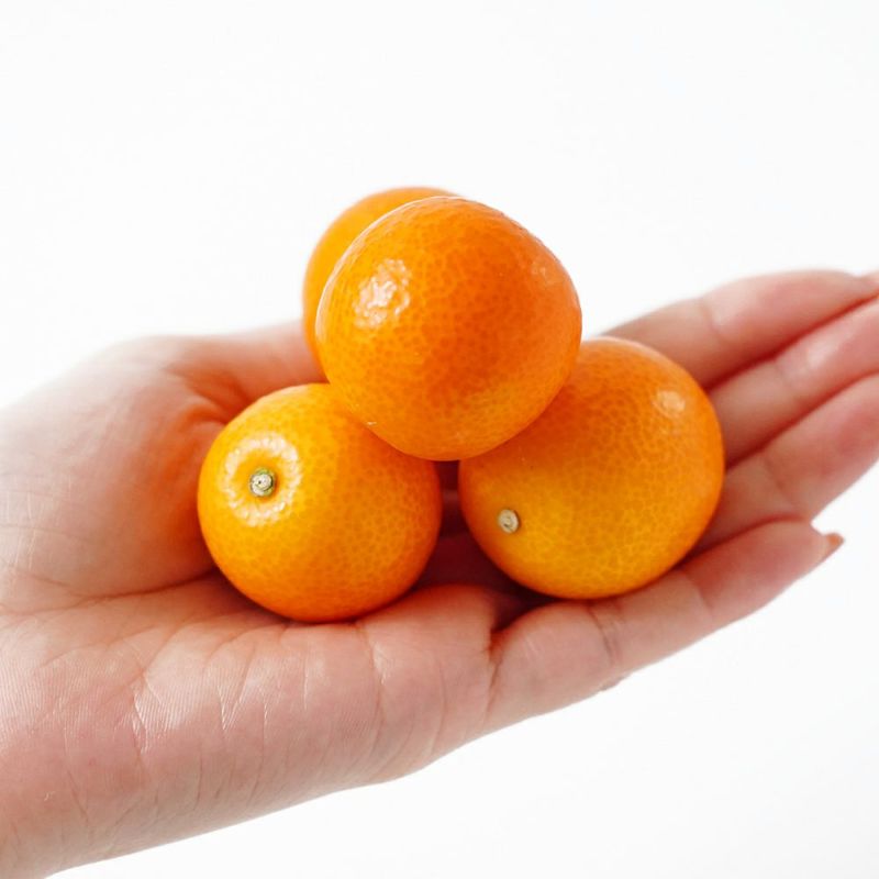 鹿児島県産 ハウスきんかん 3キロ 3L～Lサイズの商品画像02