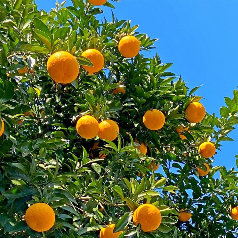 鹿児島県産 紅甘夏 2.7キロ 2L・Lサイズの商品画像03