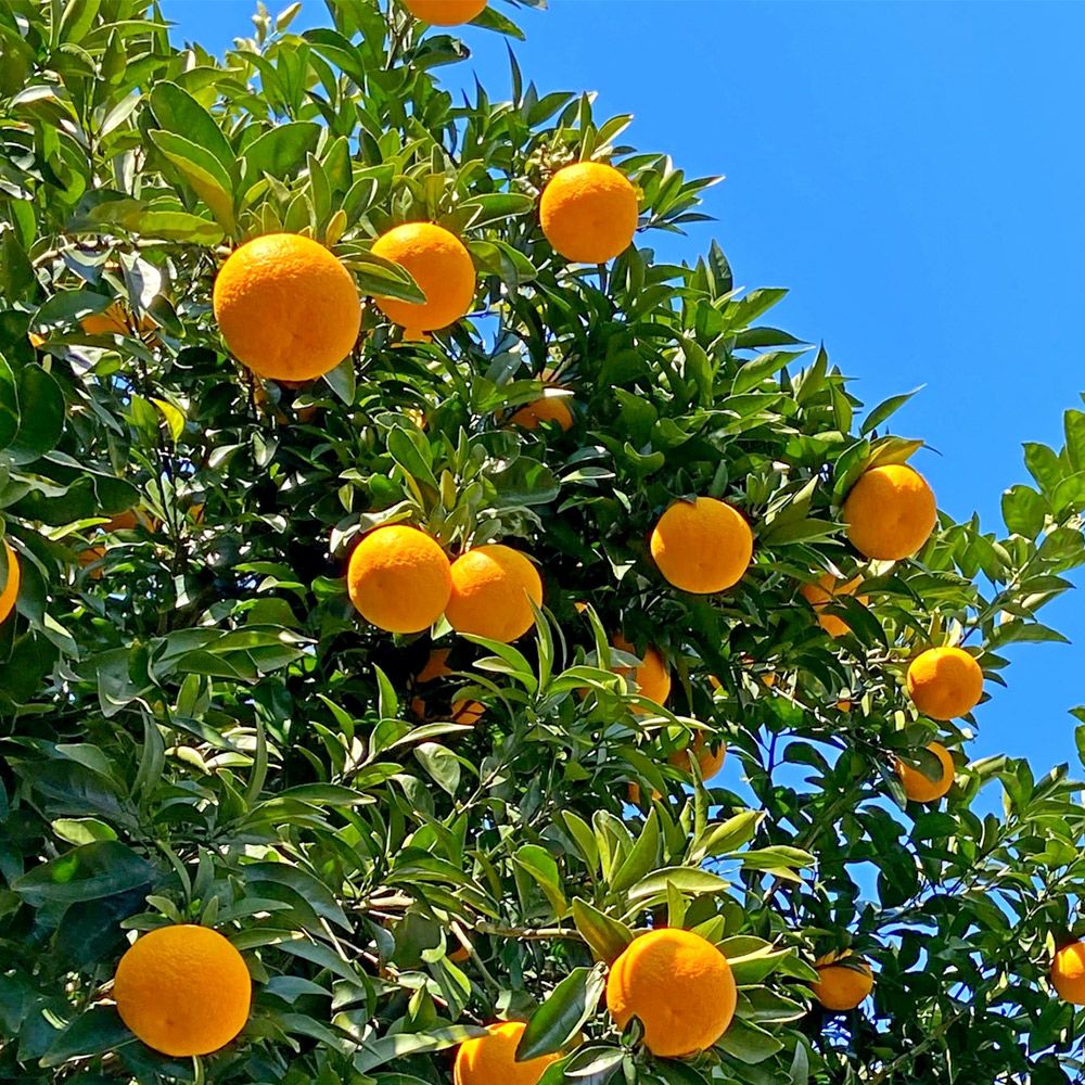 鹿児島県産 紅甘夏 2.7キロ 2L・Lサイズの商品画像03