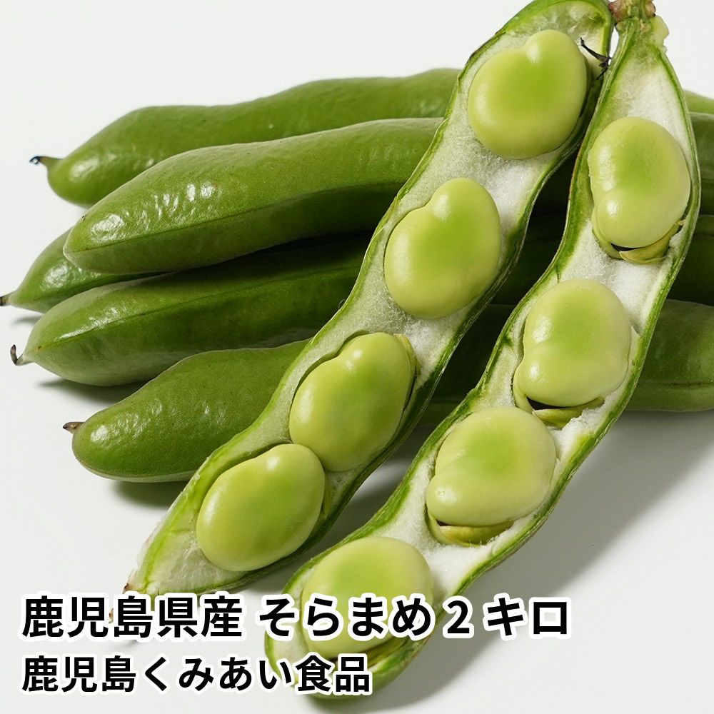 鹿児島県産 そらまめ 2キロ Lサイズの商品画像01