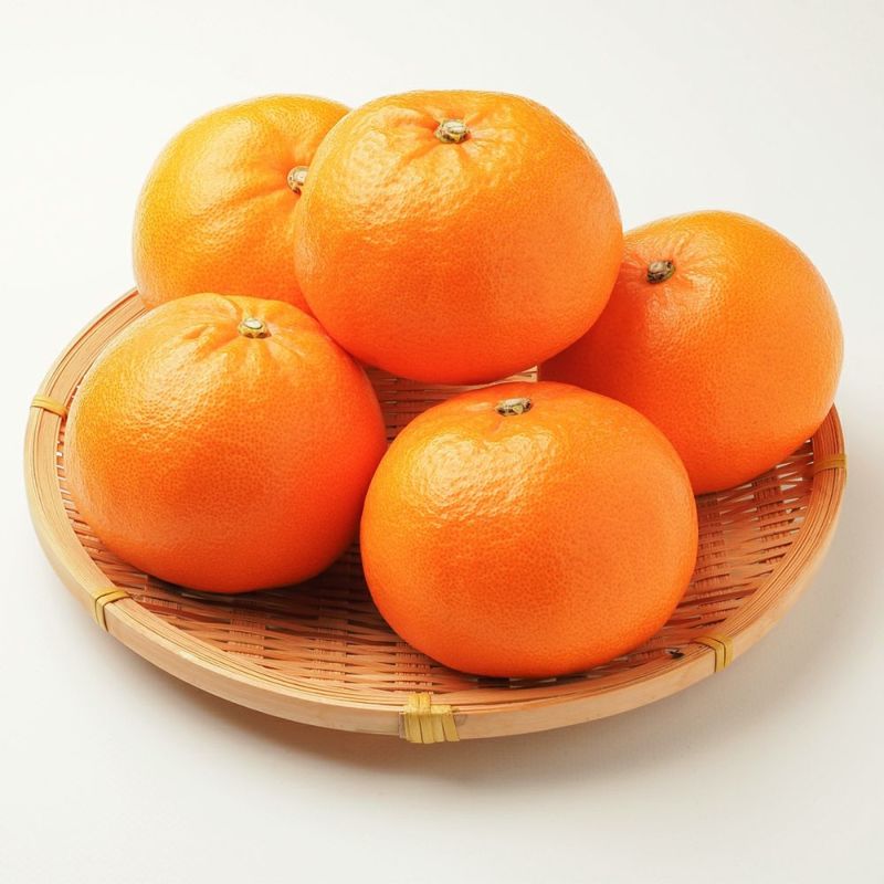 鹿児島県産 ハウスせとか 2.5キロ 5L～2Lサイズの商品画像02