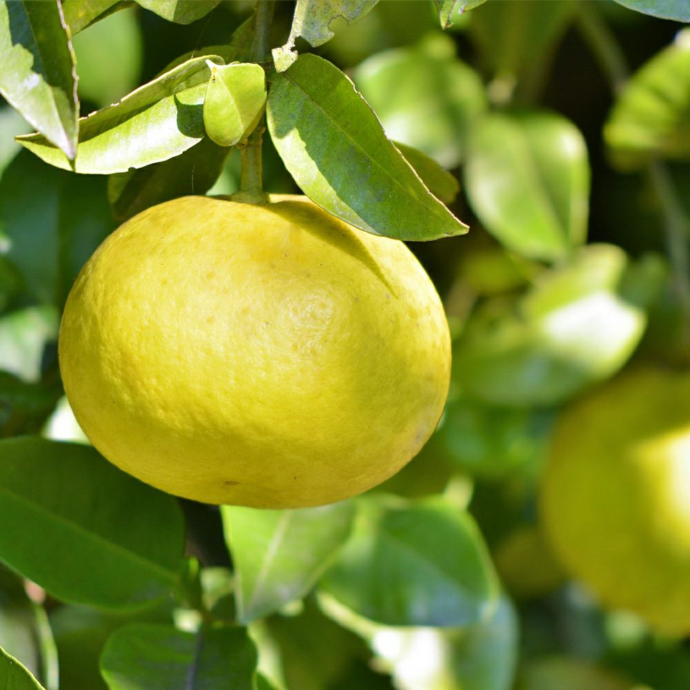 鹿児島県産 サワーポメロ 2.5キロ 3L～Lサイズの商品画像02