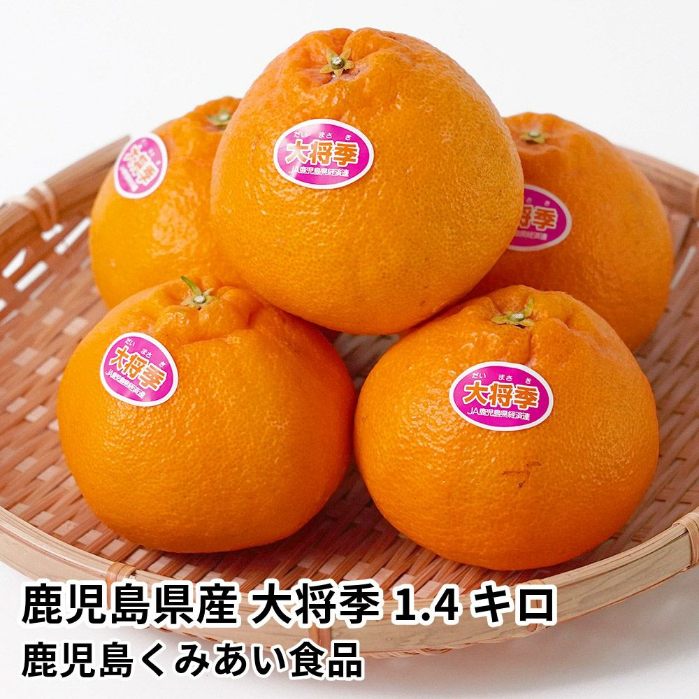 鹿児島県産 大将季 1.4キロ 3L・2Lサイズの商品画像01