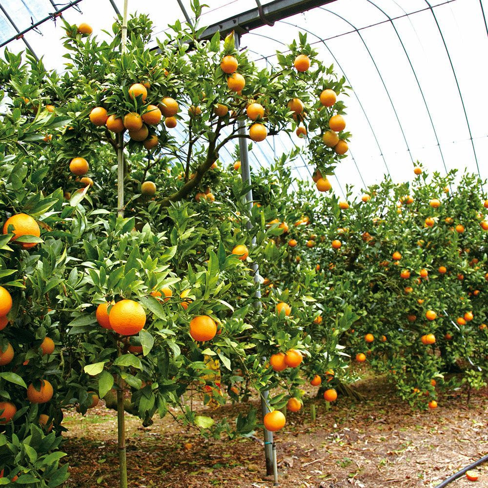 鹿児島県産 たんかん ご家庭用 5キロ 4L～2Sサイズの商品画像02