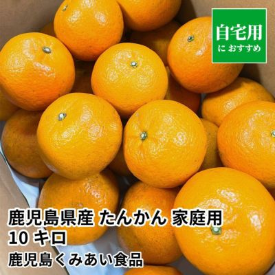 たんかんのギフト通販・お取り寄せ | JA鹿児島ふるさと便【公式】