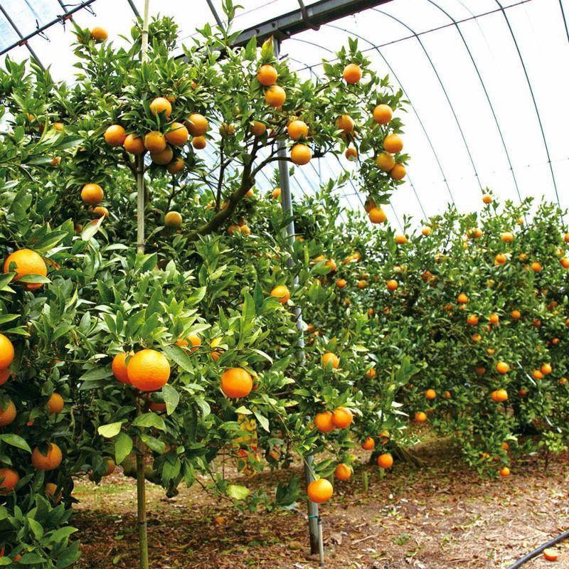 鹿児島県産 たんかん 家庭用 10キロ 4L～2Sサイズの商品画像02